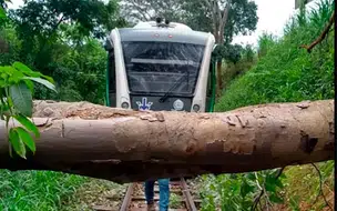 Metrô fica interditado após queda de árvore em Teresina