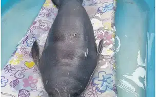 Estado realizará transferência de peixe-boi resgatado em Cajueiro da Praia