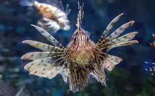 Peixe-Leão encontrado no litoral piauiense pode prejudicar fauna marinha local