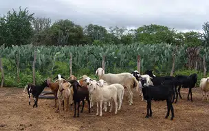 Caatinga ganha plataforma de inteligência e análise de dados