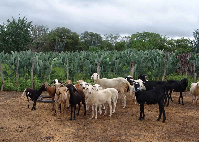 Sistema de Inteligência Territorial Estratégica do Bioma Caatinga permite customizadas sobre a região, sobre aspectos como a produção agropecuária, as características naturais e a infraestrutura, com dados em nível de município