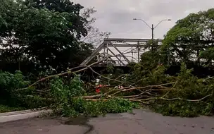 Trecho da Avenida Maranhão fica interditado após queda de árvore