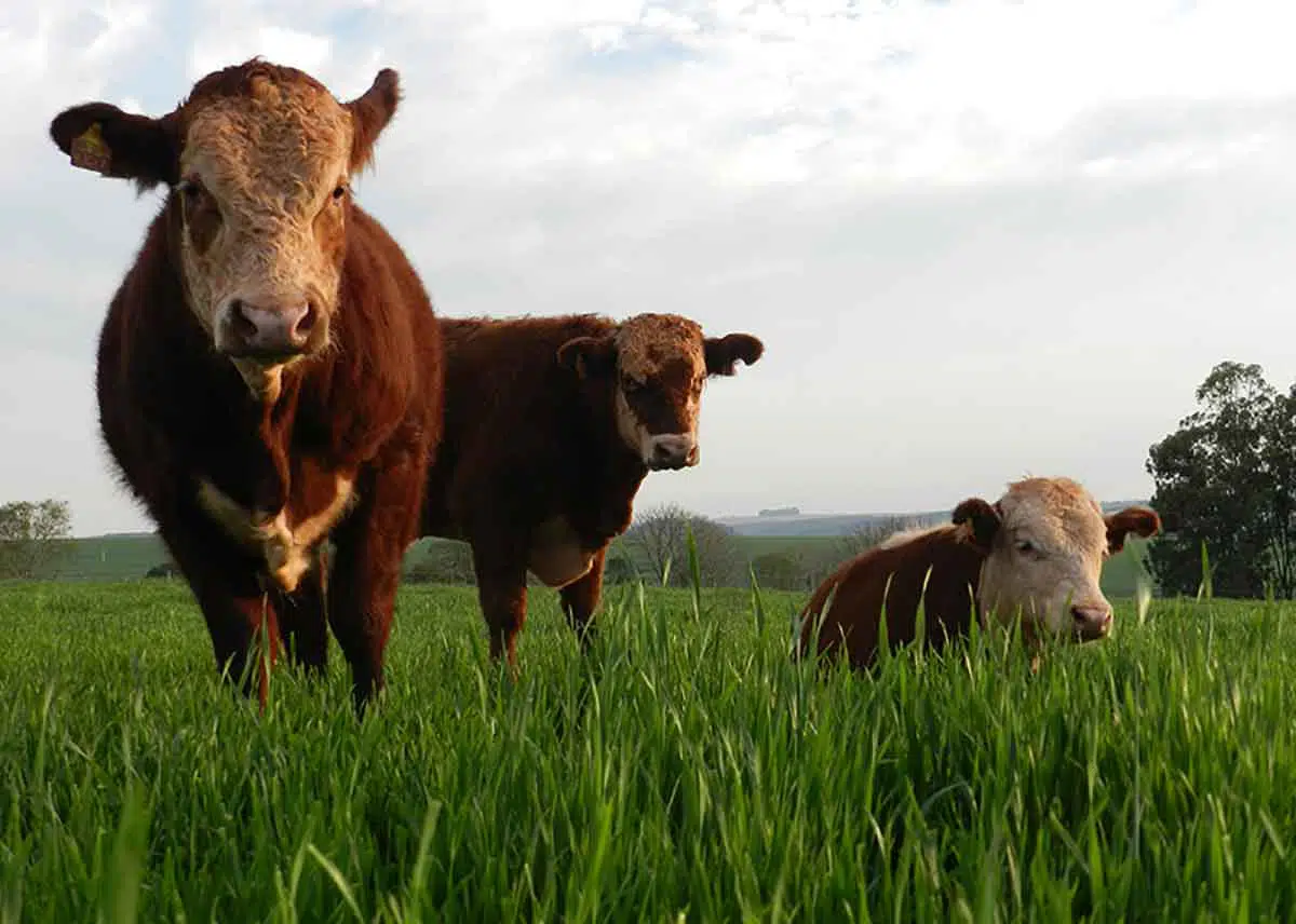 Cereais como o trigo podem agregar no ganho de peso e na qualidade da carne