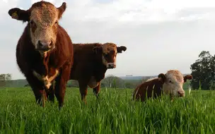 Cereais de inverno são usados na nutrição de bovinos para carnes nobres
