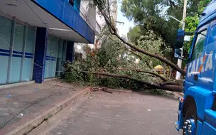 Árvore cai e interdita rua no centro de Teresina