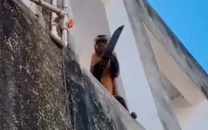 Macaco 'amolador de faca' é capturado pelo Ibama no Piauí