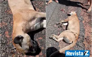 Onça-Parda morre ao ser atropelada em rodovia no Piauí