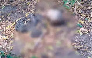 Ossada humana é encontrada em terreno de Loteamento na zona leste de Teresina