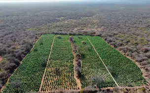 Polícia militar descobre plantação de maconha com 12 hectares em cidade no Piauí