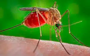 Ministério da Saúde reforça segurança da vacina contra a dengue