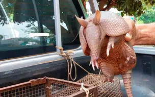 Três casos de Doença do Tatu são registrados no Piauí, uma pessoa morreu