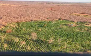 Plantação com 170 mil pés de maconha é encontrada pela polícia no Piauí
