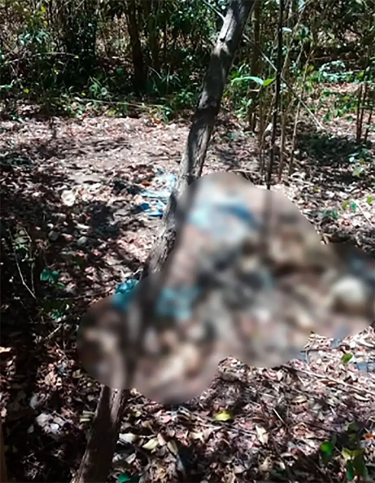 Restos humanos foram encontrados em matagal na Usina Santana