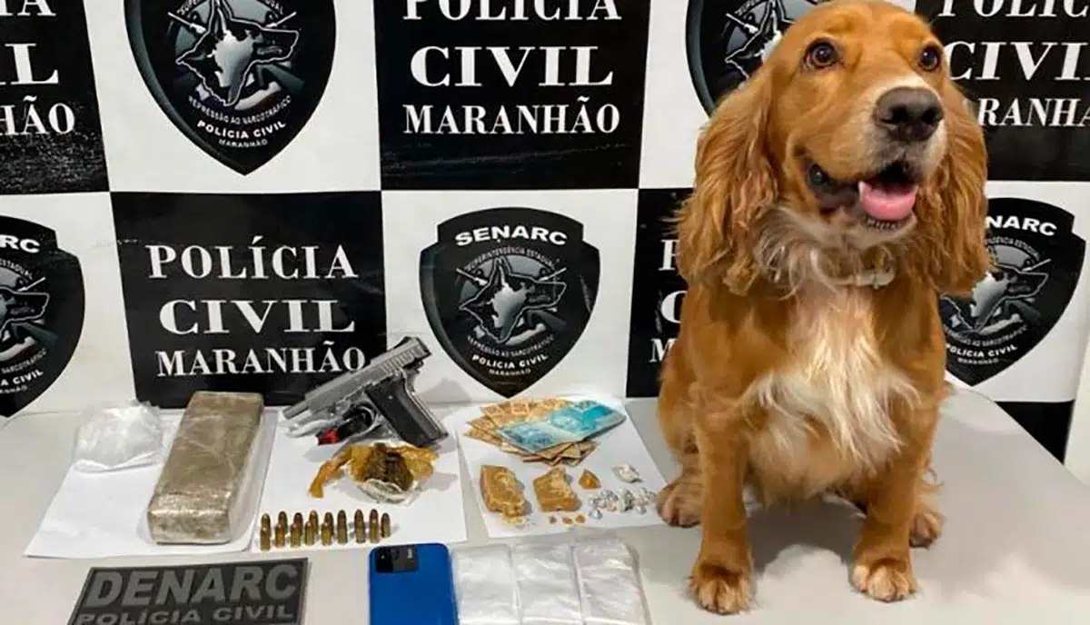 A operação contou com a participação do Núcleo de Operações com Cães(NOC), da Polícia Civil do Maranhão, com os K9 Radar e Dax.