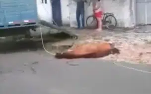 MPPI investiga morte de cavalo sob responsabilidade do centro de zoonoses em THE