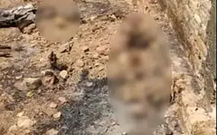 Populares encontram corpo carbonizado em terreno abandonado no norte do Piauí