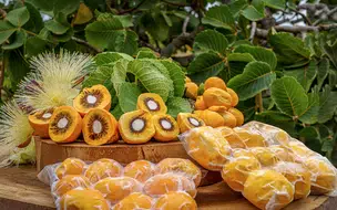 Pequi sem espinhos é lançada no mercado brasileiro