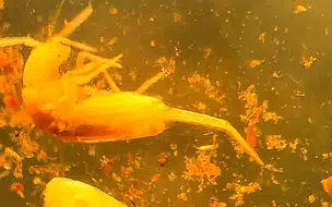 Cientistas encontram animal em extinção de 1 mm em caverna no Pará