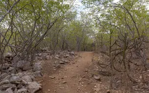 Pega do Boi na Moita, Tradição e costumes no Nordeste que virou competição