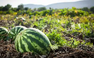 Veja como plantar melancia no nordeste da semente a colheita em 9 passos