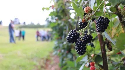 Pesquisadores desenvolvem amora-preta para produção de geleias e sucos