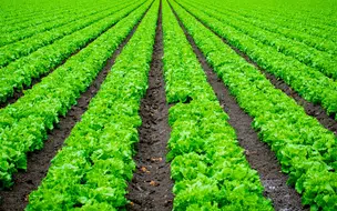 Guia Prático para Adubar o Solo e Cultivar Alface com Sucesso em 7 passos