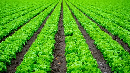 Guia Prático para Adubar o Solo e Cultivar Alface com Sucesso em 7 passos