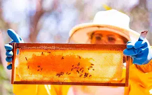 Apicultura do Piauí é responsável pelo sustento de mais de 10 mil famílias