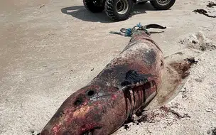 Ambientalistas encontram golfinho morto em praia no litoral do Piauí