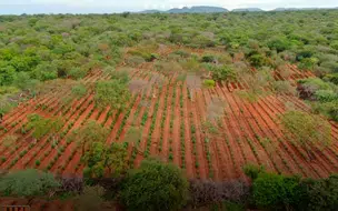 Três pessoas são presas após polícia encontrar 'roça' de maconha no Piauí