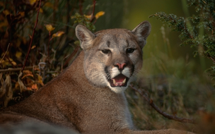 Onça suçuarana foge do Zoobotânico, na Zona Leste de Teresina