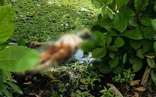 Populares encontram corpo boiando em lagoa na zona norte de Teresina