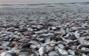 No Texas, milhares de peixes Menhaden apareceram mortos na praia