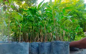 Seman faz doação de mudas pelo dia mundial de preservação do meio ambiente