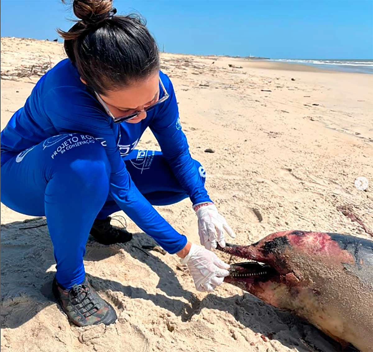 Animais foram encontrados mortos na Praia de Atalaia