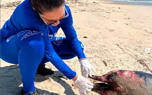 Duas espécies de animais marinhos são encontrados mortos em praias do Piauí