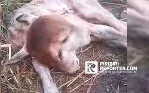 Bezerro nasce com duas cabeças e surpreende população em Batalha