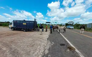 PRF apreende mais de 12 animais soltos às margens de rodovias federais do Piauí