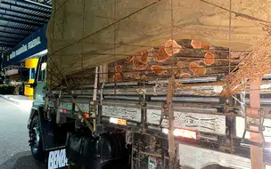 PRF apreende grande carga de madeira ilegal na BR 343, em Brasileira