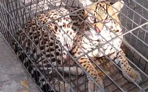 PM captura onça responsável pela morte de mais de 60 galinhas em José de Freitas