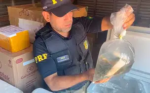 PRF apreende mais de 1 tonelada de animais marinhos transportados irregularmente
