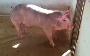 Perícia aponta que porco realmente foi responsável por morte de caseiro