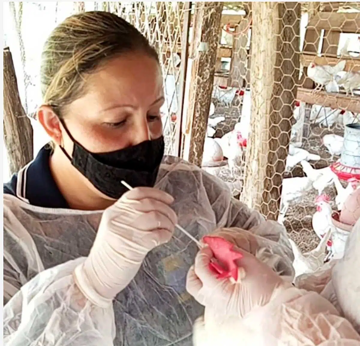 Piauí prorroga estado de emergência zoossanitária como medida de prevenção à influenza aviária