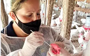 Piauí prorroga estado de emergência zoossanitária por causa de gripe aviária