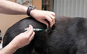 Prorrogada a campanha de vacinação de cães e gatos contra a raiva animal no PI