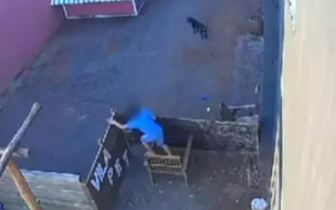 Criança de 9 Anos mata 23 animais em Hospital Veterinário no Paraná