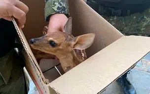 Polícia Ambiental de Parnaíba resgata filhote de veado na zona urbana