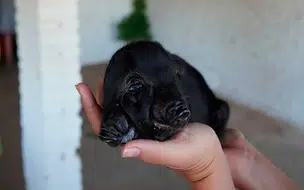 Filhotes de porco nascem com dois focinhos e três olhos no interior do Piauí