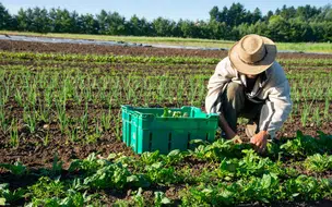 Lula Sanciona Lei para Fortalecer Agricultura Familiar com R$ 500 Milhões