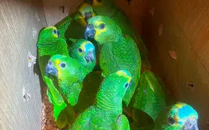 PM apreende 126 aves adquiridas ilegalmente em Lagoa do Barro